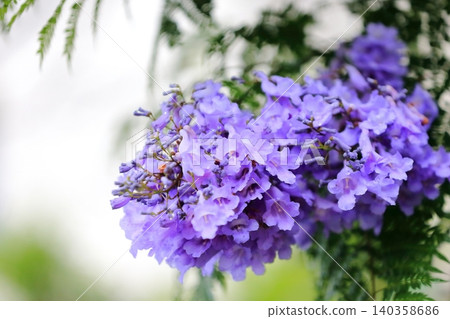 藍花楹花 藍花楹花 140358686