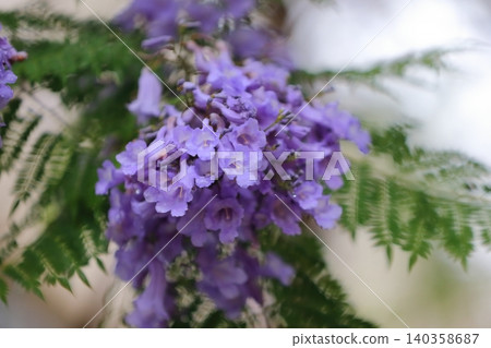 藍花楹花 藍花楹花 140358687