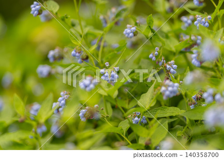 Close-up of small blue wildflowers among green foliage in a sunlit meadow Close-up of small blue wildflowers among green foliage in a sunlit meadow 140358700