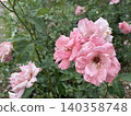 Blooming pink rose 140358748