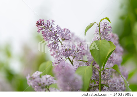 Delicate lavenders appearing in natural ambiance with organic design. Experience subtle beauty of light lilac shades within organic arrangements suitable for seasonal features Delicate lavenders appearing in natural ambiance with organic design. Experience subtle beauty of light lilac shades within organic arrangements suitable for seasonal features 140359092