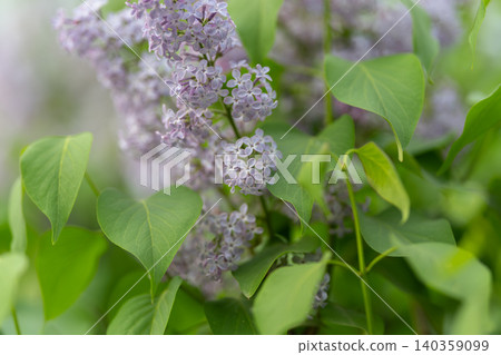 Tranquil lilac blossoms framed by leaves evoke peacefulness. Serene purple floral arrangement with leafy background inspires mindfulness and holistic wellness practices 140359099