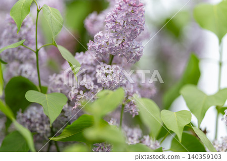 Ethereal pastel purple blooms complemented by green leaves in natural light. Gentle display of lavender flowers surrounded by vibrant green foliage under natural daylight Ethereal pastel purple blooms complemented by green leaves in natural light. Gentle display of lavender flowers surrounded by vibrant green foliage under natural daylight 140359103