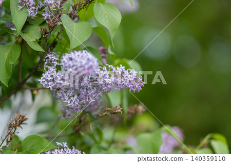 Wilted lavender with gentle glow and peaceful ambiance. Muted lavender blossoms in late spring evoke calmness with delicate circular bokeh effects on tranquil garden backdrop Wilted lavender with gentle glow and peaceful ambiance. Muted lavender blossoms in late spring evoke calmness with delicate circular bokeh effects on tranquil garden backdrop 140359110