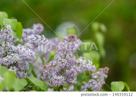 Rich purple blooms with lush foliage in natural setting. Elegant clusters of purple blossoms amid green foliage contribute to soothing environmentally friendly interior design Rich purple blooms with lush foliage in natural setting. Elegant clusters of purple blossoms amid green foliage contribute to soothing environmentally friendly interior design 140359112