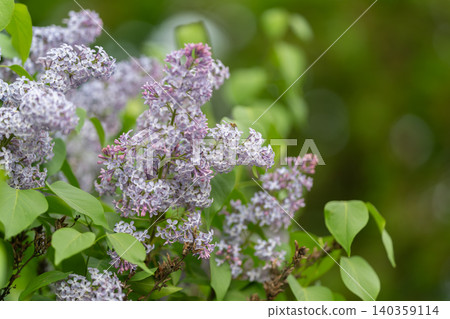 Abstract composition featuring detailed micro view of petals and tones. Closeup photograph capturing complex designs and soft coloring of lilac petals suitable for backgrounds Abstract composition featuring detailed micro view of petals and tones. Closeup photograph capturing complex designs and soft coloring of lilac petals suitable for backgrounds 140359114