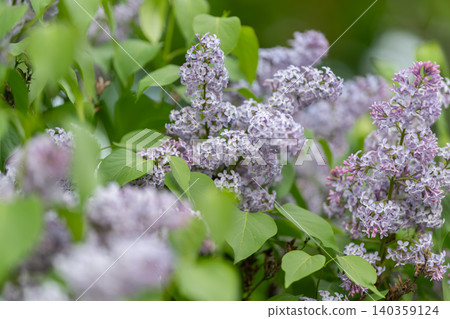 Close up lilac blossoms in sunlight soft purple clusters and heartshaped green leaves with morning dew and creamy bokeh background evoking cottagecore spring optimism Close up lilac blossoms in sunlight soft purple clusters and heartshaped green leaves with morning dew and creamy bokeh background evoking cottagecore spring optimism 140359124