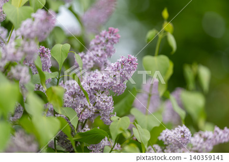 Serene color harmony. Soft violet and green tones foster tranquility and peace. Subtle pastel purple and green shades evoke serenity and promote soothing environment for wellness Serene color harmony. Soft violet and green tones foster tranquility and peace. Subtle pastel purple and green shades evoke serenity and promote soothing environment for wellness 140359141