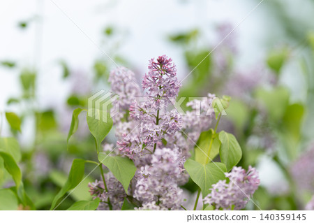 Pastoral garden charm. Charming rural scene with fragrant lilacs and aged timber. Idyllic countryside setting featuring soft pastel flowers and nostalgic summer ambiance Pastoral garden charm. Charming rural scene with fragrant lilacs and aged timber. Idyllic countryside setting featuring soft pastel flowers and nostalgic summer ambiance 140359145