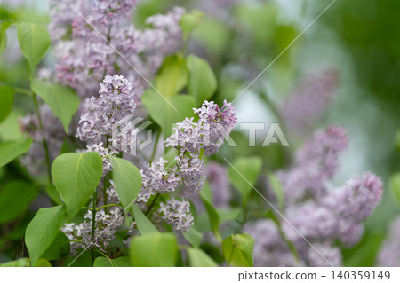 Unshaped shrub with violet blossoms nearby path. Wild lilac plant with dense green foliage by walkway. Naturally grown lilac shrub displaying vibrant clusters surrounding footpath Unshaped shrub with violet blossoms nearby path. Wild lilac plant with dense green foliage by walkway. Naturally grown lilac shrub displaying vibrant clusters surrounding footpath 140359149