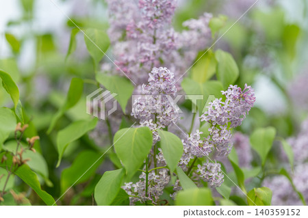 Fragrant lilac stems fill air with sweet perfume, clusters of tiny tubular flowers glow against glossy leaves, tranquil mood invites memory and sensory association Fragrant lilac stems fill air with sweet perfume, clusters of tiny tubular flowers glow against glossy leaves, tranquil mood invites memory and sensory association 140359152