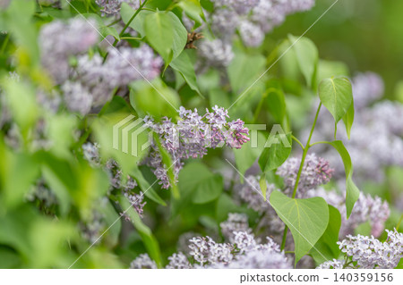 Macro lilac detail shows tiny petals and pollen specks, crisp focus on single panicle reveals velvety surfaces and subtle color gradients, scientific and artistic appeal Macro lilac detail shows tiny petals and pollen specks, crisp focus on single panicle reveals velvety surfaces and subtle color gradients, scientific and artistic appeal 140359156
