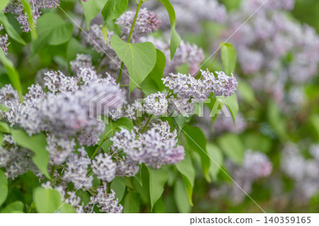 Delicate lavender clusters among green leaves shine softly. Subtle morning illumination showcases tender lilac petals surrounded by heartshaped greenery in tranquil setting Delicate lavender clusters among green leaves shine softly. Subtle morning illumination showcases tender lilac petals surrounded by heartshaped greenery in tranquil setting 140359165