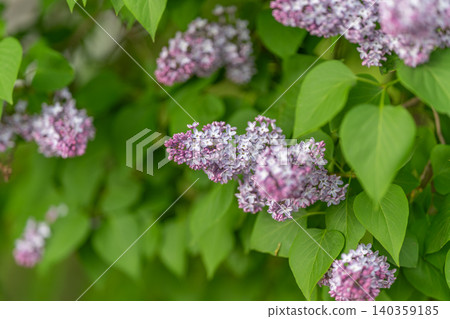 Thick purple bush boundary line. Dense lilac greenery creates secluded garden perimeter. Springtime sunlight illuminates lush lilac hedging for privacy protection Thick purple bush boundary line. Dense lilac greenery creates secluded garden perimeter. Springtime sunlight illuminates lush lilac hedging for privacy protection 140359185