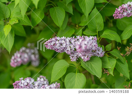 Serene image of lilac blossoms and fresh green leaves conveying peacefulness. Tranquil representation of lilac flowers and verdant foliage emphasizing calming springtime aromas Serene image of lilac blossoms and fresh green leaves conveying peacefulness. Tranquil representation of lilac flowers and verdant foliage emphasizing calming springtime aromas 140359188