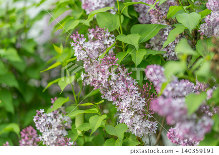 Lavender floral clusters with leafy backdrop. Delicate light purple floral groupings surrounded by heartshaped foliage highlighting gentle color shifting and fine floral details Lavender floral clusters with leafy backdrop. Delicate light purple floral groupings surrounded by heartshaped foliage highlighting gentle color shifting and fine floral details 140359191