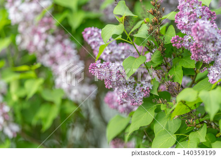 Blooming lilac hedges with verdant foliage inspire peaceful rural scenes. Aromatic lilac bushes with abundant leaves create idyllic countryside atmosphere scenes Blooming lilac hedges with verdant foliage inspire peaceful rural scenes. Aromatic lilac bushes with abundant leaves create idyllic countryside atmosphere scenes 140359199