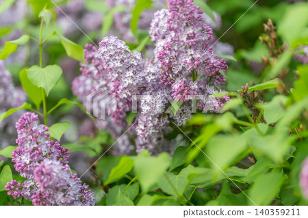 Dusky purple lilac in twilight shade, moody ambient tones, deep foliage contrast, romantic quiet mood for lifestyle and editorial storytelling, lush texture emphasis 140359211