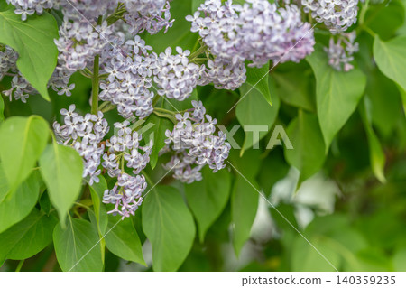 Natural textures combined with inviting colors create charming visual appeal. Clusters of fragrant lavender with shiny leaves offer perfect elements for seasonal design themes Natural textures combined with inviting colors create charming visual appeal. Clusters of fragrant lavender with shiny leaves offer perfect elements for seasonal design themes 140359235