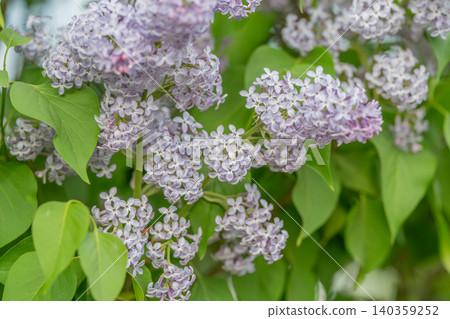 Lilac floral clusters for wedding detail, soft lavender tones, romantic texture ideal for bridal stationery and event styling, elegant natural centerpiece suggestion Lilac floral clusters for wedding detail, soft lavender tones, romantic texture ideal for bridal stationery and event styling, elegant natural centerpiece suggestion 140359252