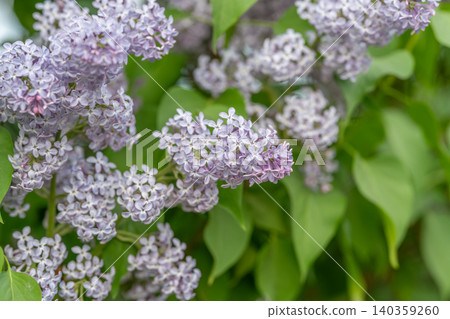 Soft lilac blooms in dense clusters, vintage still life feel, muted pastel tones, layered petals and heartshaped leaves, evocative romantic atmosphere for print and stationery Soft lilac blooms in dense clusters, vintage still life feel, muted pastel tones, layered petals and heartshaped leaves, evocative romantic atmosphere for print and stationery 140359260