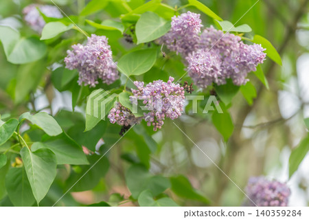 Peaceful botanical imagery featuring soft purple blossoms and light. Tranquil scene capturing lavendercolored flowers on leafy branches under tender morning glow Peaceful botanical imagery featuring soft purple blossoms and light. Tranquil scene capturing lavendercolored flowers on leafy branches under tender morning glow 140359284