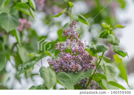 Serene lavender and leaf imagery. Purple botanical elements promote peaceful ambiance. Gentle purple hues and lush foliage craft calming visual identity for health practices Serene lavender and leaf imagery. Purple botanical elements promote peaceful ambiance. Gentle purple hues and lush foliage craft calming visual identity for health practices 140359300