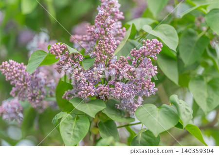 Lilac cluster attracting pollinators in yard environment, dense buds and open flowers provide nectar source, promotes biodiversity and sustainable garden design scenes 140359304