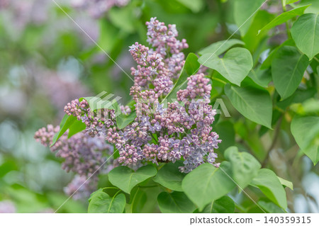 Lilac bloom for perfumery inspiration and scent development, fragrant clusters and tender petals evoke fresh floral accords, ideal for beauty campaigns and product packaging Lilac bloom for perfumery inspiration and scent development, fragrant clusters and tender petals evoke fresh floral accords, ideal for beauty campaigns and product packaging 140359315