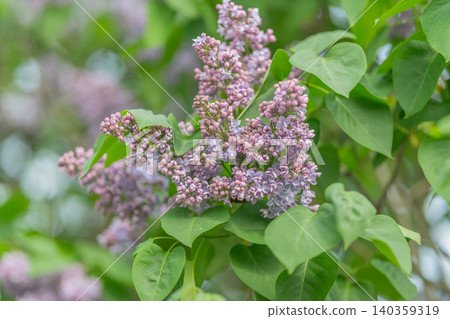 Lilac specimen photographed for botanist reference, clustered buds and serrated leaves shown in natural light, useful for identification, education and gardening guides Lilac specimen photographed for botanist reference, clustered buds and serrated leaves shown in natural light, useful for identification, education and gardening guides 140359319