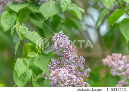 Lilac branch with soft bokeh and fresh foliage, gentle pastel tones, macro perspective capturing texture and depth, great for lifestyle, social media and nature headers Lilac branch with soft bokeh and fresh foliage, gentle pastel tones, macro perspective capturing texture and depth, great for lifestyle, social media and nature headers 140359323
