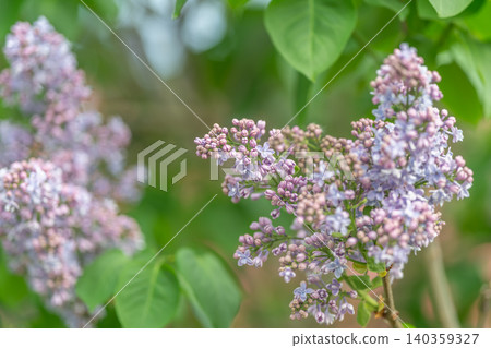 Closeup lilac cluster with green leaves, delicate pastel petals in soft focus, morning light highlighting tiny buds, serene botanical mood ideal for floral editorial or wall art Closeup lilac cluster with green leaves, delicate pastel petals in soft focus, morning light highlighting tiny buds, serene botanical mood ideal for floral editorial or wall art 140359327