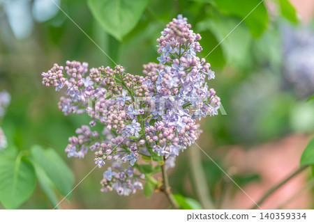 Romantic lilac branch with bloom, bouquet suggestion, perfumed atmosphere and rustic harmony, evokes nostalgia and meditative calm for product packaging or lifestyle imagery Romantic lilac branch with bloom, bouquet suggestion, perfumed atmosphere and rustic harmony, evokes nostalgia and meditative calm for product packaging or lifestyle imagery 140359334