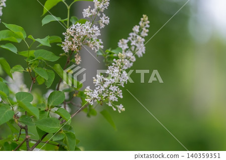 Lilac bloom ambiance. Gentle white lilac branch against blurred meadow scene. Delicate white lilac branch captured with ethereal background and peaceful garden story 140359351