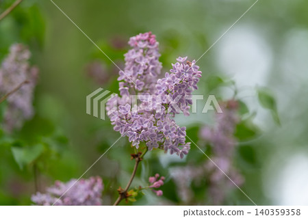 Soft sunrise with pollinator pause. Calm macro view of pollinator resting on lavender flower. Soft focus image capturing serene moment of pollinator on lavender during dawn 140359358