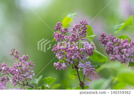 Blooming floral stems. Seasonal lilac shoots showcasing blossoms and attracting pollinators. Lively lilac branches adorned with budding flowers and vibrant green foliage Blooming floral stems. Seasonal lilac shoots showcasing blossoms and attracting pollinators. Lively lilac branches adorned with budding flowers and vibrant green foliage 140359362