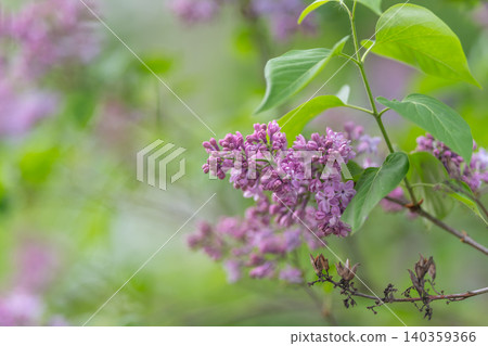 Close perspective on moist violet lilac flowers with soft backdrop. Intimate macro shot emphasizing fresh dew on purple lilac blossoms with blurred green background Close perspective on moist violet lilac flowers with soft backdrop. Intimate macro shot emphasizing fresh dew on purple lilac blossoms with blurred green background 140359366