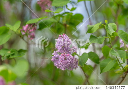Flowered branches scenery. Small garden with lilac blossoms and blurred city backdrop. Compact balcony garden featuring lilac flowers and soft cityscape bokeh background Flowered branches scenery. Small garden with lilac blossoms and blurred city backdrop. Compact balcony garden featuring lilac flowers and soft cityscape bokeh background 140359377