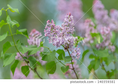 Soft purple hues complemented by vibrant foliage for creative projects. Subtle lavender colors paired with fresh greenery serve as inspiration for design and branding Soft purple hues complemented by vibrant foliage for creative projects. Subtle lavender colors paired with fresh greenery serve as inspiration for design and branding 140359381