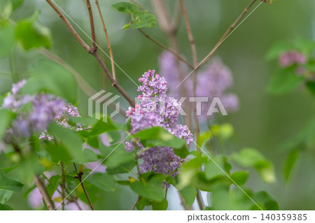 Urban lilac offers nectar to pollinators. Bright lilac bouquet with rich foliage supports local pollinator populations and ecological diversity in urban environment Urban lilac offers nectar to pollinators. Bright lilac bouquet with rich foliage supports local pollinator populations and ecological diversity in urban environment 140359385
