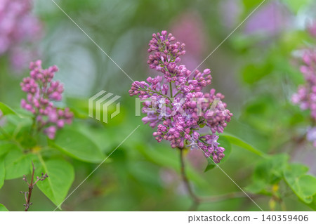Delicate flower with blurred background. Intricate lilac bloom with soothing green backdrop. Dreamy floral composition featuring detailed petals and soft bokeh effects Delicate flower with blurred background. Intricate lilac bloom with soothing green backdrop. Dreamy floral composition featuring detailed petals and soft bokeh effects 140359406