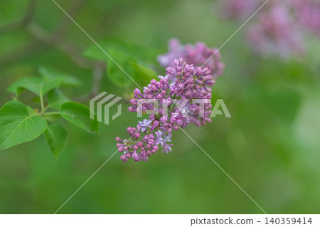 Closeup lilac branch showing clustered blooms and vibrant green foliage, airy composition with soft focus background, source imagery for bouquet design and cottagecore mood Closeup lilac branch showing clustered blooms and vibrant green foliage, airy composition with soft focus background, source imagery for bouquet design and cottagecore mood 140359414