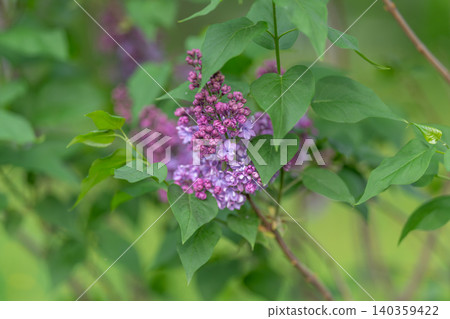 Lilac flower imagery. Blooming lilac on green backdrop. Closeup of lilac blossom with soothing background. Delicate lilac cluster with soft focus and tranquil ambiance Lilac flower imagery. Blooming lilac on green backdrop. Closeup of lilac blossom with soothing background. Delicate lilac cluster with soft focus and tranquil ambiance 140359422