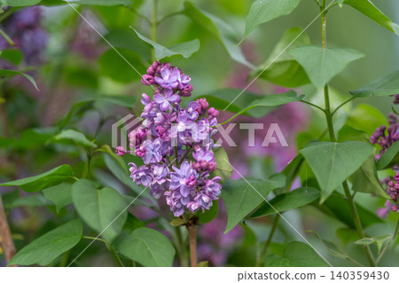 Lavender lilac blossom on balcony, potted display with sunlit leaves, concrete backdrop blur, urban microgarden styling, smallspace gardening inspiration for city gardeners 140359430