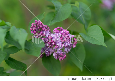 Vivid floral imagery. Early morning light highlights gentle lilac flower clusters. Pastel shades and dew accents evoke peaceful botanical and tranquil lifestyle visuals Vivid floral imagery. Early morning light highlights gentle lilac flower clusters. Pastel shades and dew accents evoke peaceful botanical and tranquil lifestyle visuals 140359441