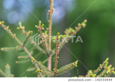 Detailed shot of plant growth. Focused image highlighting budding spruces in calm forest environment. Close examination of spruces bud with pollen on gentle forest background Detailed shot of plant growth. Focused image highlighting budding spruces in calm forest environment. Close examination of spruces bud with pollen on gentle forest background 140359444