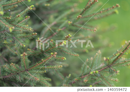 Textured natural tree surface emphasizing sustainable branding themes. Background featuring spruce texture in green shades for ecoconscious packaging and branding designs Textured natural tree surface emphasizing sustainable branding themes. Background featuring spruce texture in green shades for ecoconscious packaging and branding designs 140359472