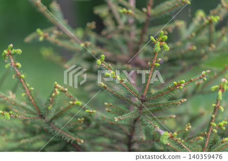 Calm nature scenes. Relaxing green plant imagery. Peaceful and soothing natural forest visuals. Tranquil evergreen plants project serenity and restorative calmness Calm nature scenes. Relaxing green plant imagery. Peaceful and soothing natural forest visuals. Tranquil evergreen plants project serenity and restorative calmness 140359476