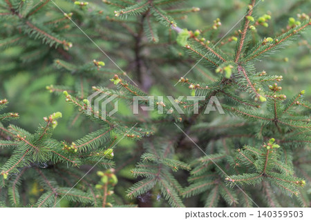 Forest needle design. Layered woodland tones inspire textile and surface pattern work. Detailed conifer shoot textures with muted forest hues guiding surface and fabric creation Forest needle design. Layered woodland tones inspire textile and surface pattern work. Detailed conifer shoot textures with muted forest hues guiding surface and fabric creation 140359503