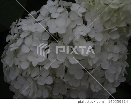 White hydrangea annabel White hydrangea annabel 140359514